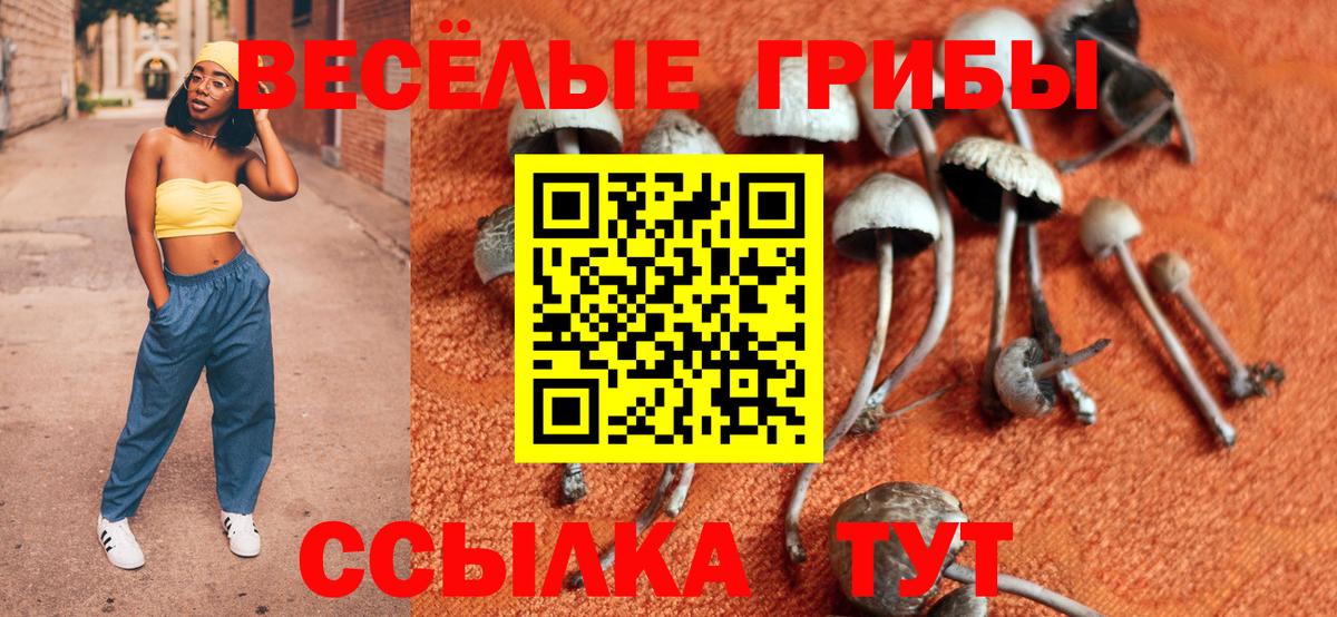 Псилоцибиновые грибы Cubensis Протвино